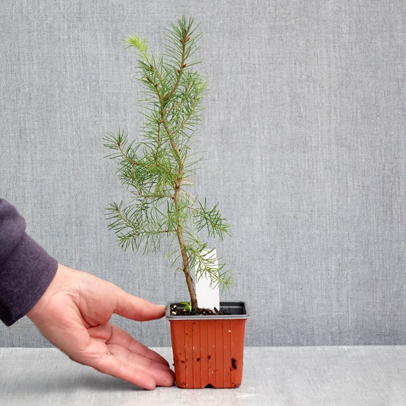 Exemplaar van Pseudotsuga menziesii - Douglasspar Kweekpotje van 8/9 cm zoals geleverd in de herfst