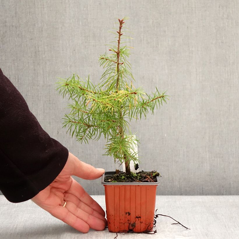 Example of Pseudotsuga menziesii - Douglasspar Kweekpotje van 8/9 cm as you get in hiver