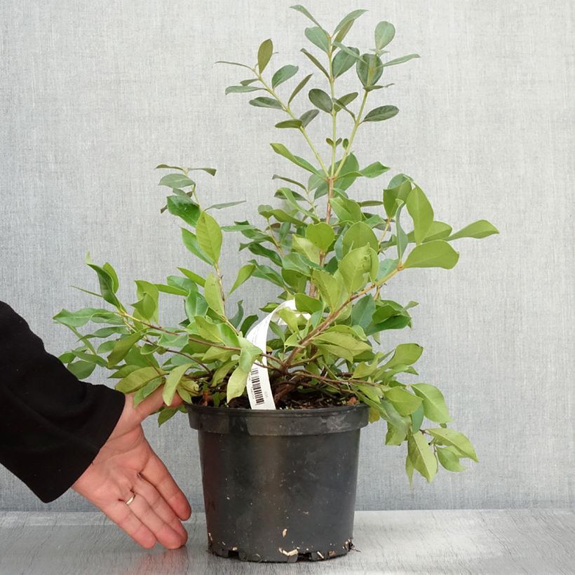 Exemplaar van Aardbeiguave - Psidium cattleianum Pot van 2 l/3 l zoals geleverd in de herfst