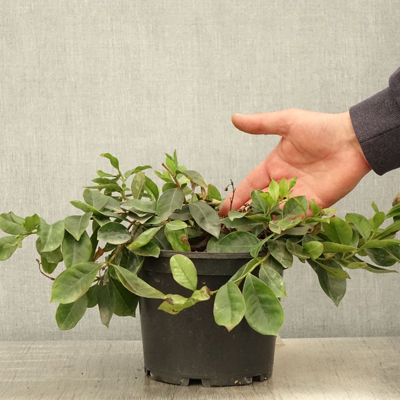 Exemplaar van Aardbeiguave - Psidium cattleianum Pot van 2 l/3 l zoals geleverd in de lente