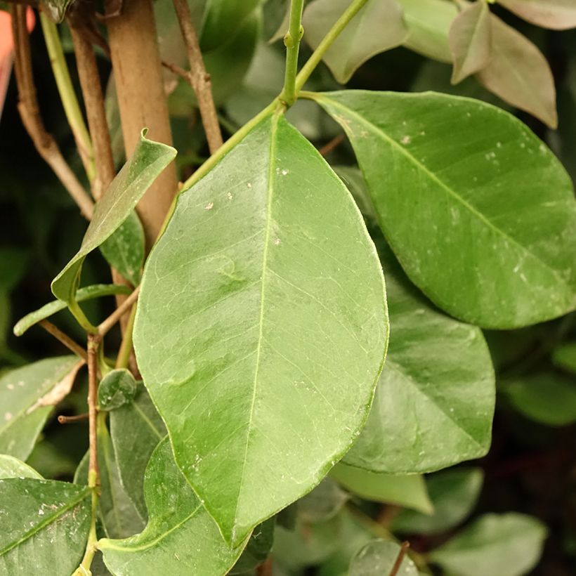 Aardbeiguave - Psidium cattleianum (Blad)