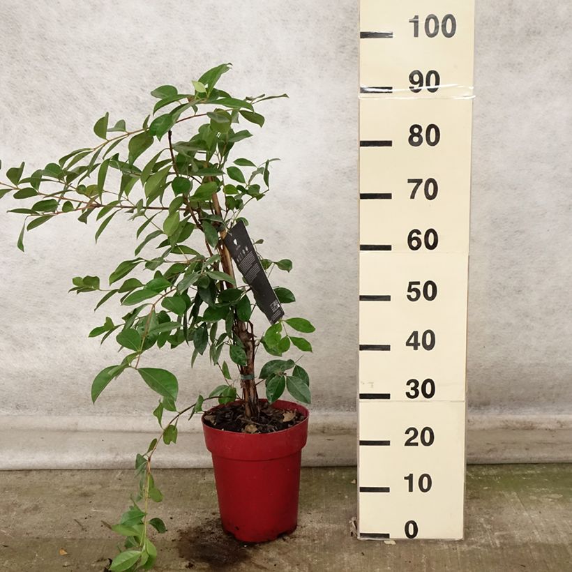 Exemplaar van Aardbeiguave - Psidium cattleianum Pot van 6 l/7 l zoals geleverd in de herfst