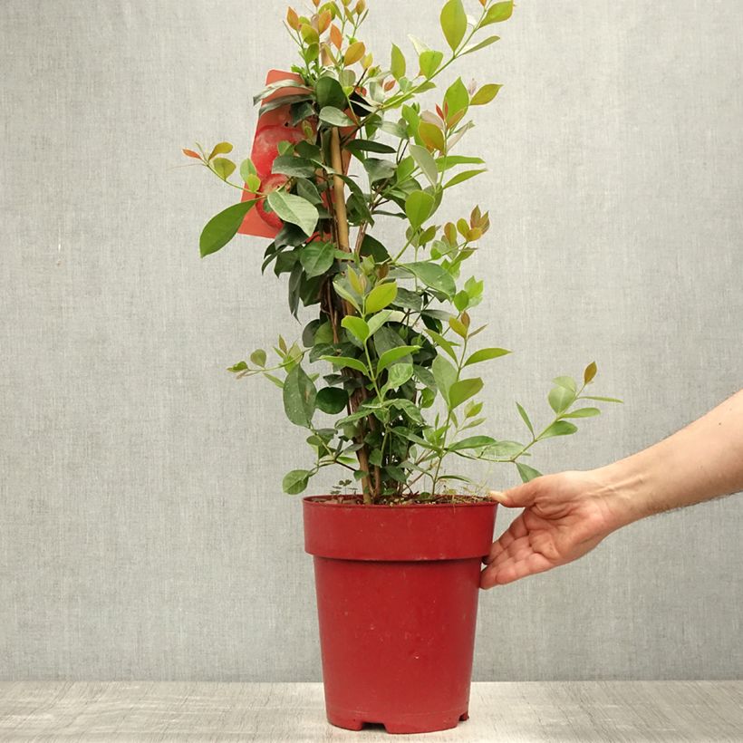 Exemplaar van Aardbeiguave - Psidium cattleianum Pot van 6 l/7 l zoals geleverd in de zomer