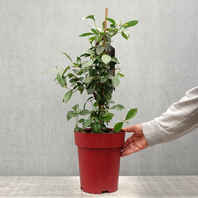 Exemplaar van Aardbeiguave - Psidium cattleianum Pot van 6 l/7 l zoals geleverd in de lente