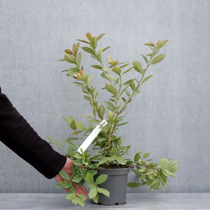 Exemplaar van Psidium cattleianum lucidum - Goyavier de Chine à fruits jaunes Pot de 3L/4L zoals geleverd in de winter