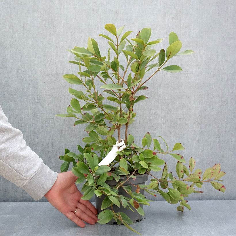 Exemplaar van Gele aardbeiguave - Psidium cattleianum Pot van 3 l/4 l zoals geleverd in de lente