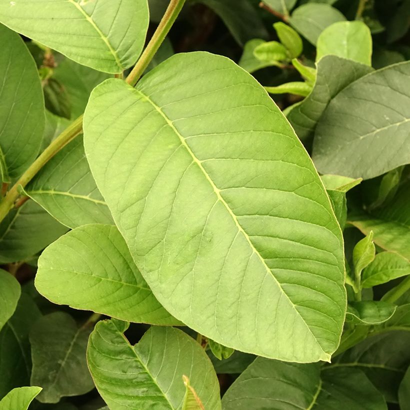 Guave Limon - Psidium guajava (Blad)