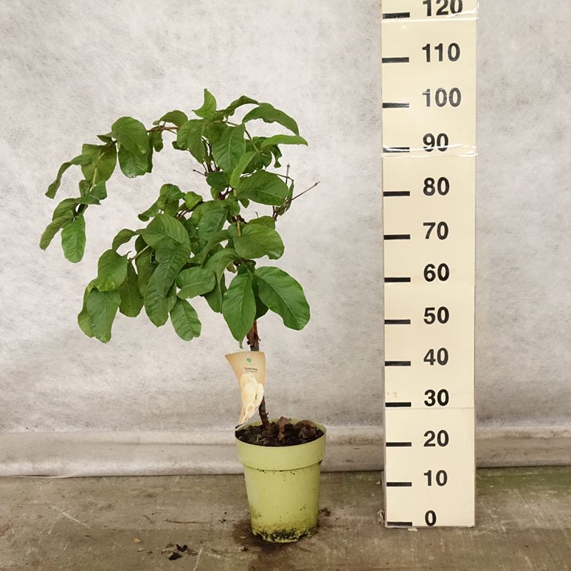 Exemplaar van Guave Limon - Psidium guajava Pot van 6 l/7 l zoals geleverd in de herfst