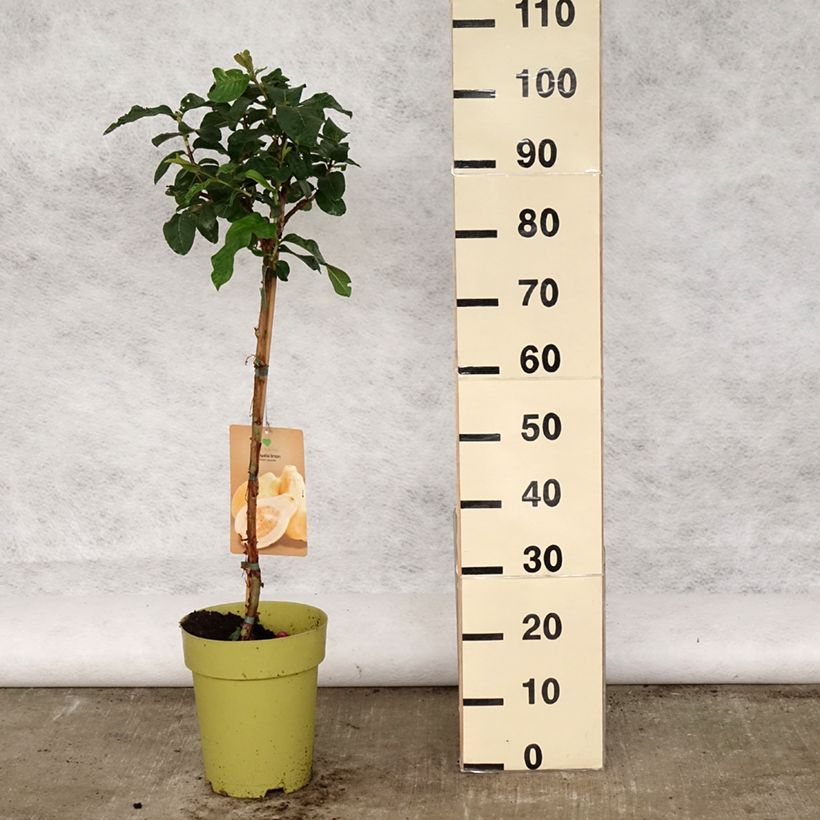 Exemplaar van Guave Limon - Psidium guajava Pot van 6 l/7 l zoals geleverd in de lente