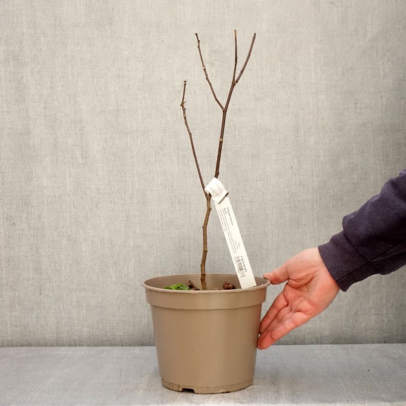Exemplaar van Ptelea trifoliata Aurea - Lederboom Pot van 3 l/4 l zoals geleverd in de lente