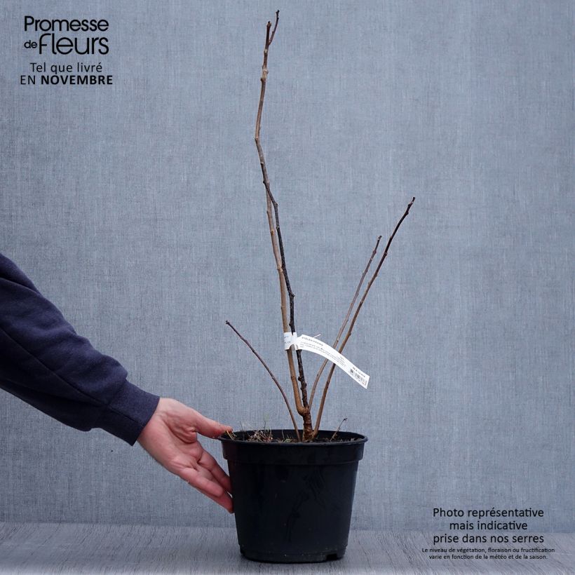 Exemplaar van Ptelea trifoliata - Lederboom Pot van 3 l/4 l zoals geleverd in de herfst