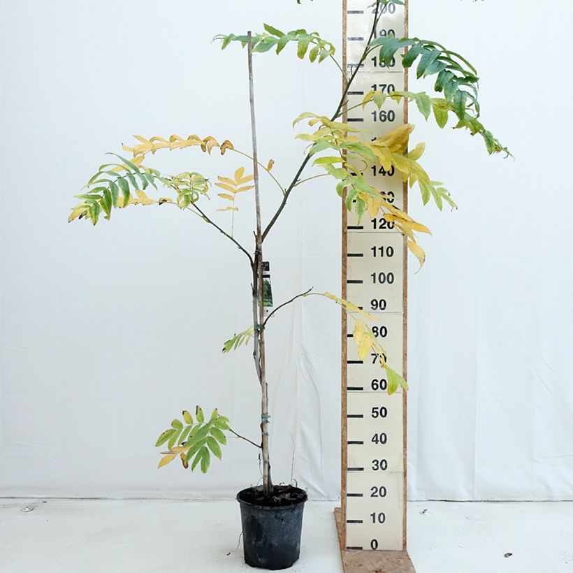 Exemplaar van Pterocarya fraxinifolia - Kaukasische vleugelnoot Pot van 6 l/7 l zoals geleverd in de herfst