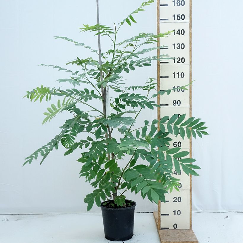 Exemplaar van Pterocarya fraxinifolia - Kaukasische vleugelnoot Pot van 6 l/7 l zoals geleverd in de zomer