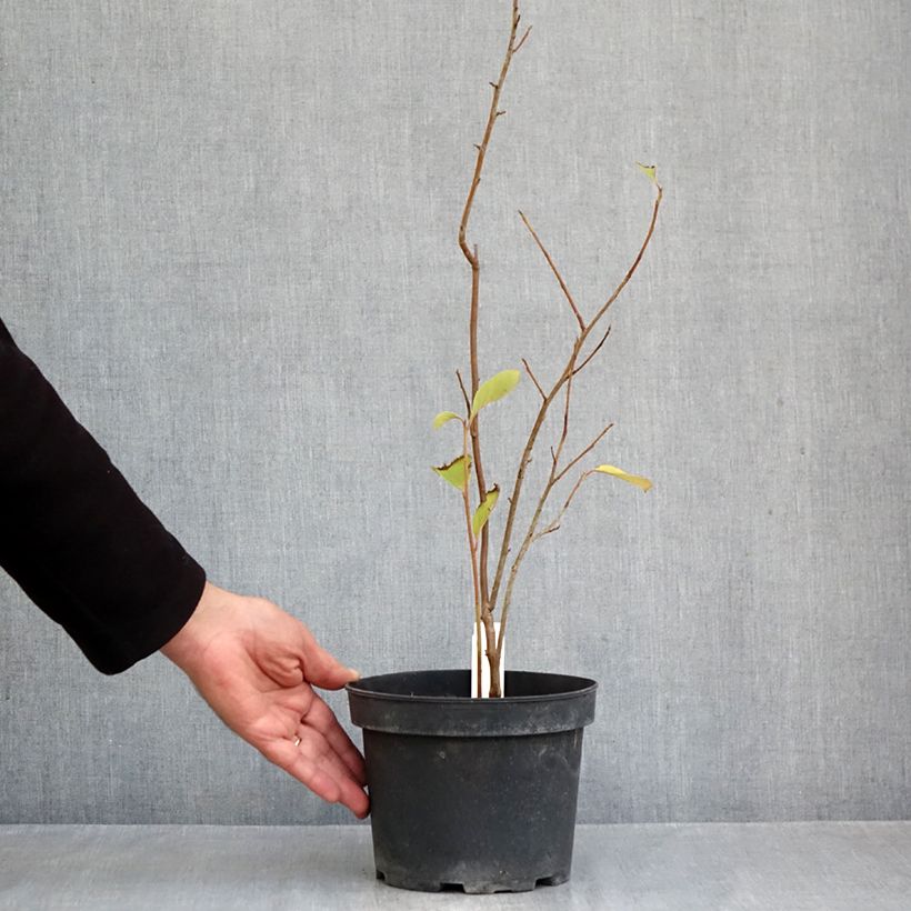 Exemplaar van Pterostyrax corymbosa - Vleugelstorax Pot van 3 l/4 l zoals geleverd in de herfst