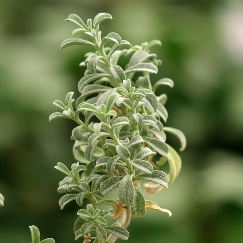 Ptilotrichum spinosum Rubrum - Schildzaad (Blad)