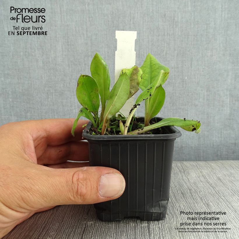 Exemplaar van Pulmonaria Blue Ensign - Longkruid Kweekpotje van 8/9 cm zoals geleverd in de zomer