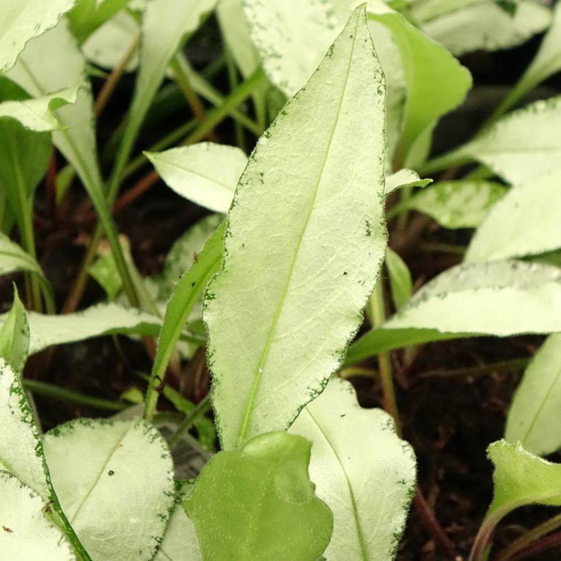 Pulmonaria Diane Clare - Longkruid (Blad)