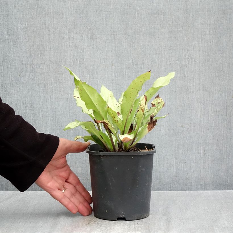 Exemplaar van Pulmonaria Diane Clare - Longkruid Pot van 2 l/3 l zoals geleverd in de herfst