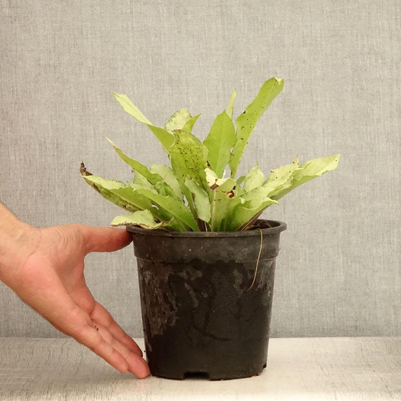 Exemplaar van Pulmonaria Diane Clare - Longkruid Pot van 2 l/3 l zoals geleverd in de zomer
