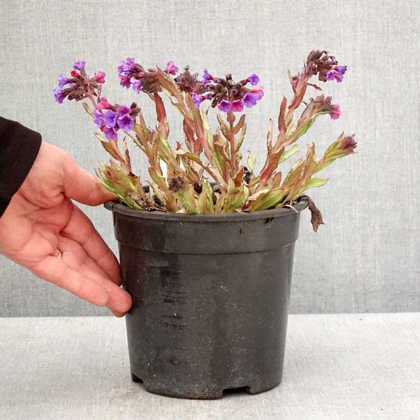 Exemplaar van Pulmonaria Diane Clare - Longkruid Pot van 2 l/3 l zoals geleverd in de lente