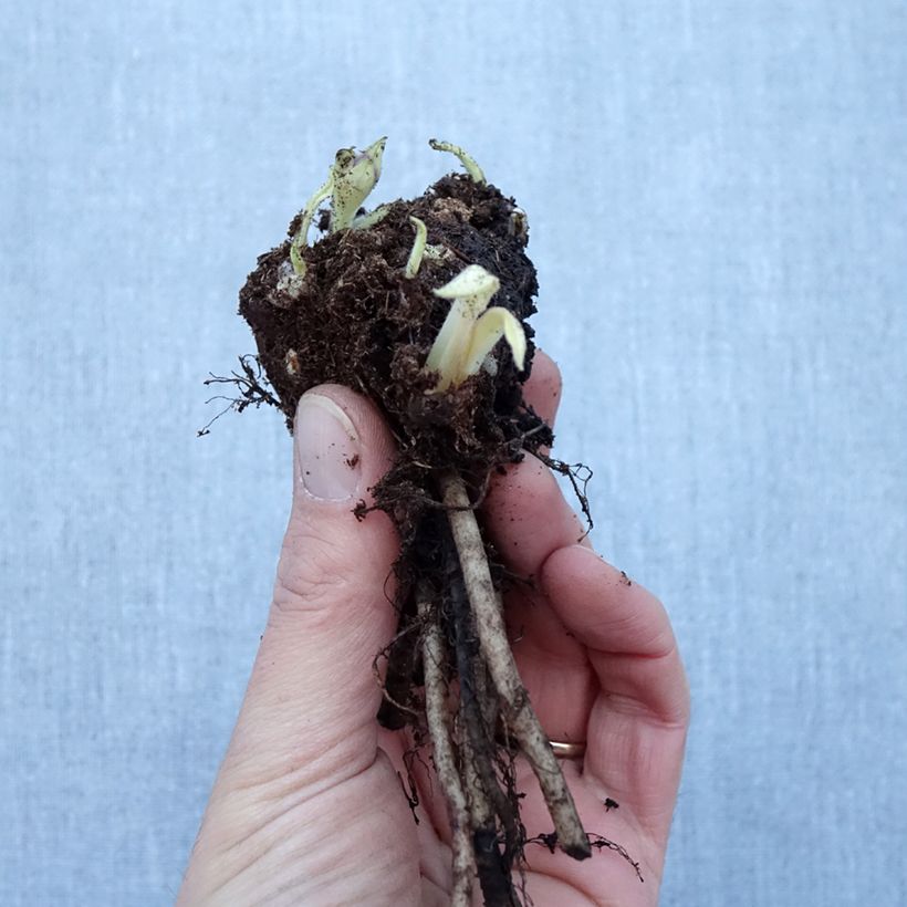 Exemplaar van Pulmonaria Diane Clare - Longkruid Naakte wortel zoals geleverd in de winter