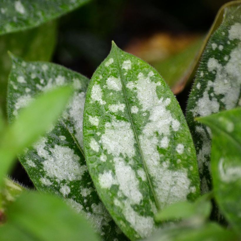 Pulmonaria Opal - Longkruid (Blad)