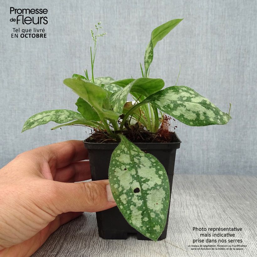 Exemplaar van Pulmonaria Opal - Longkruid Kweekpotje van 8/9 cm zoals geleverd in de herfst