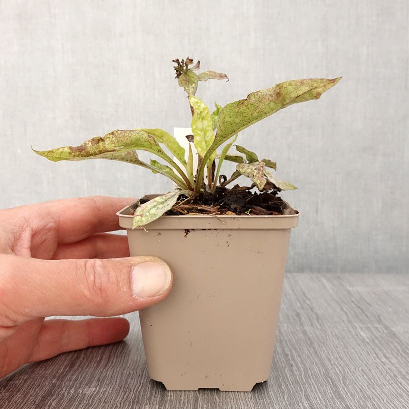 Exemplaar van Pulmonaria Twinkle Toes - Longkruid Kweekpotje van 8/9 cm zoals geleverd in de lente