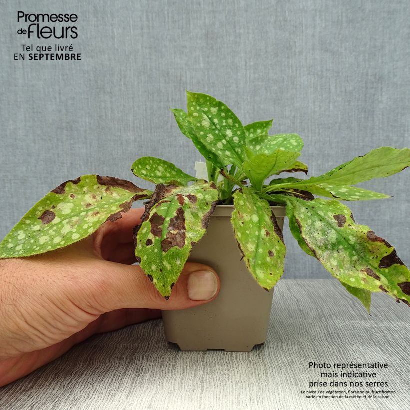 Exemplaar van Pulmonaria Ice Ballet - Longkruid Kweekpotje van 8/9 cm zoals geleverd in de zomer