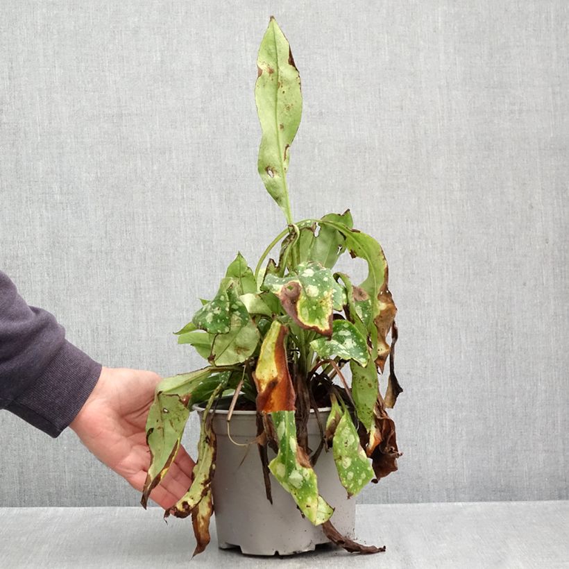 Exemplaar van Pulmonaria Shrimps on the Barbie - Longkruid Pot van 3 l/4 l zoals geleverd in de herfst