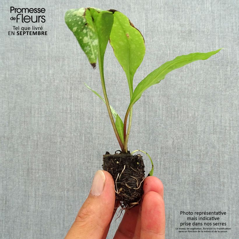 Exemplaar van Pulmonaria saccharata Silver Bouquet - Longkruid Mini-mot Ø 3/4 cm zoals geleverd in de herfst