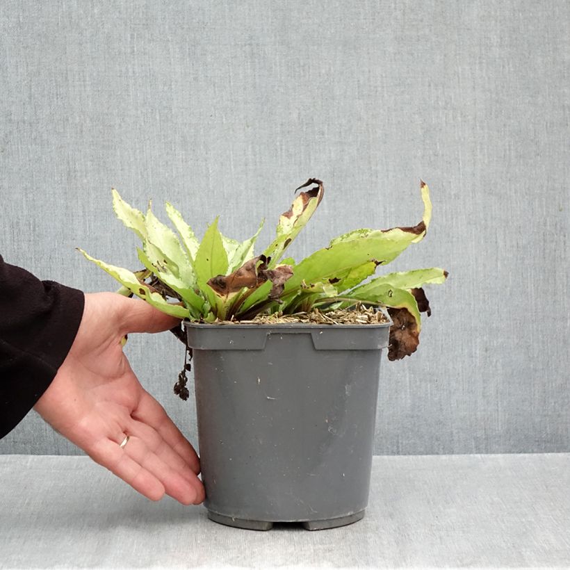 Exemplaar van Pulmonaria saccharata Silver Bouquet - Longkruid Pot van 2 l/3 l zoals geleverd in de herfst