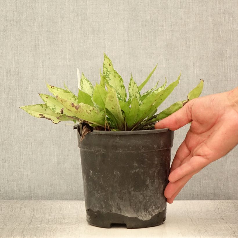 Exemplaar van Pulmonaria saccharata Silver Bouquet - Longkruid Pot van 2 l/3 l zoals geleverd in de zomer