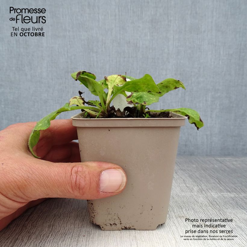 Exemplaar van Pulmonaria officinalis - Gevlekt longkruid Kweekpotje van 8/9 cm zoals geleverd in de herfst