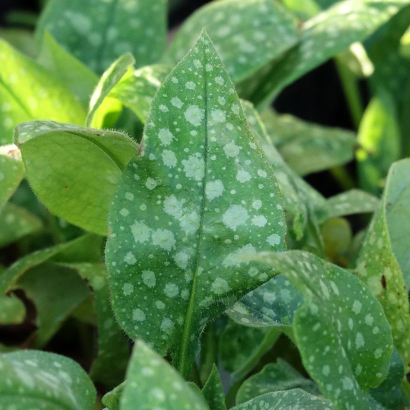 Pulmonaria saccharata Dora Bielefeld - Longkruid (Blad)
