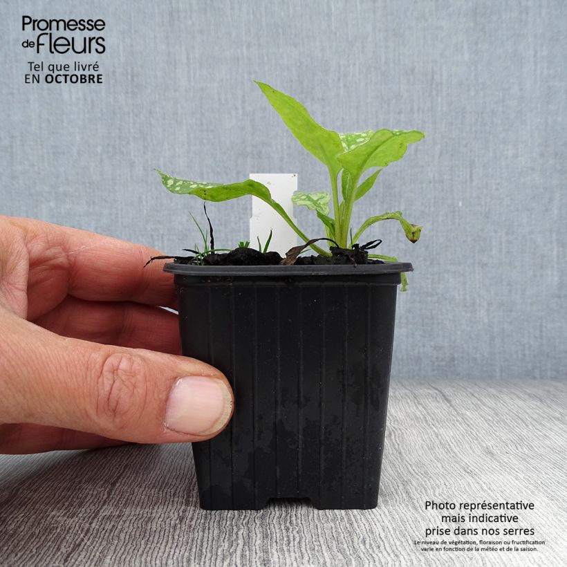 Exemplaar van Pulmonaria saccharata Mrs Moon - Longkruid Kweekpotje van 8/9 cm zoals geleverd in de herfst