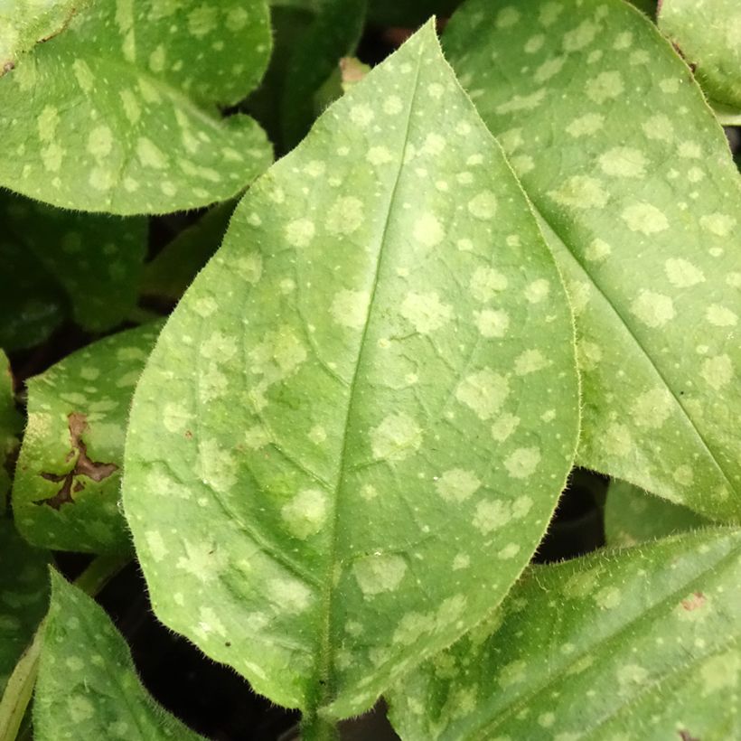 Pulmonaria saccharata Mrs Moon - Longkruid (Blad)