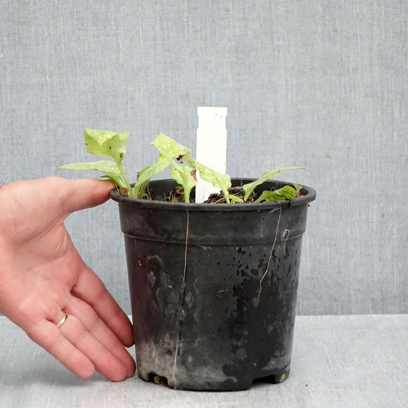 Exemplaar van Pulmonaria saccharata Mrs Moon - Longkruid Pot van 2 l/3 l zoals geleverd in de herfst