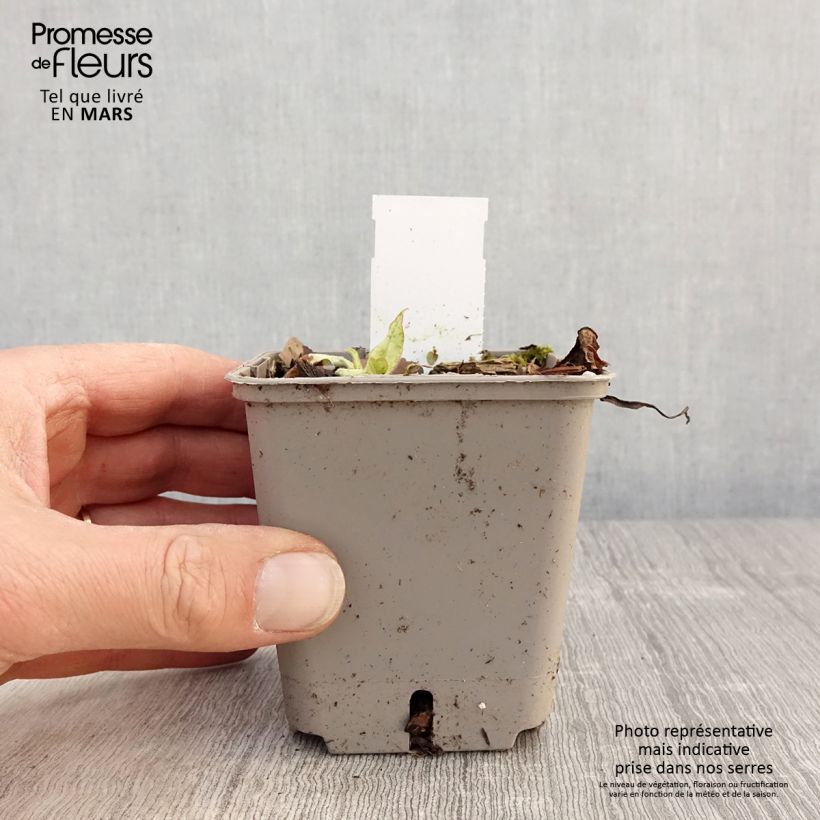 Exemplaar van Pulmonaria saccharata Silverado - Longkruid Kweekpotje van 8/9 cm zoals geleverd in de lente