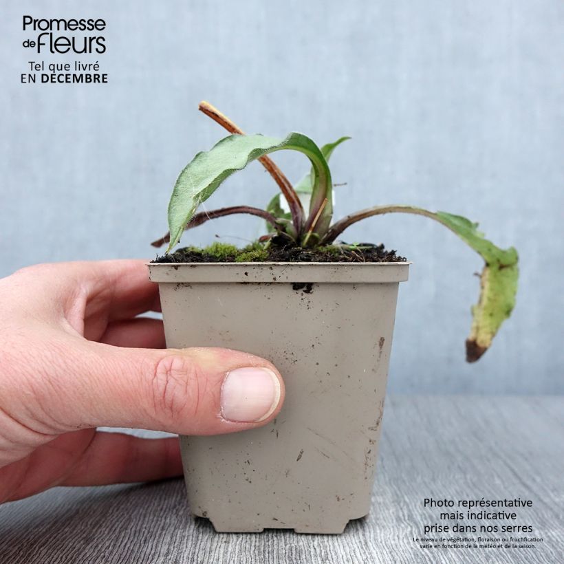 Exemplaar van Pulmonaria Samourai - Longkruid Kweekpotje van 8/9 cm zoals geleverd in de herfst