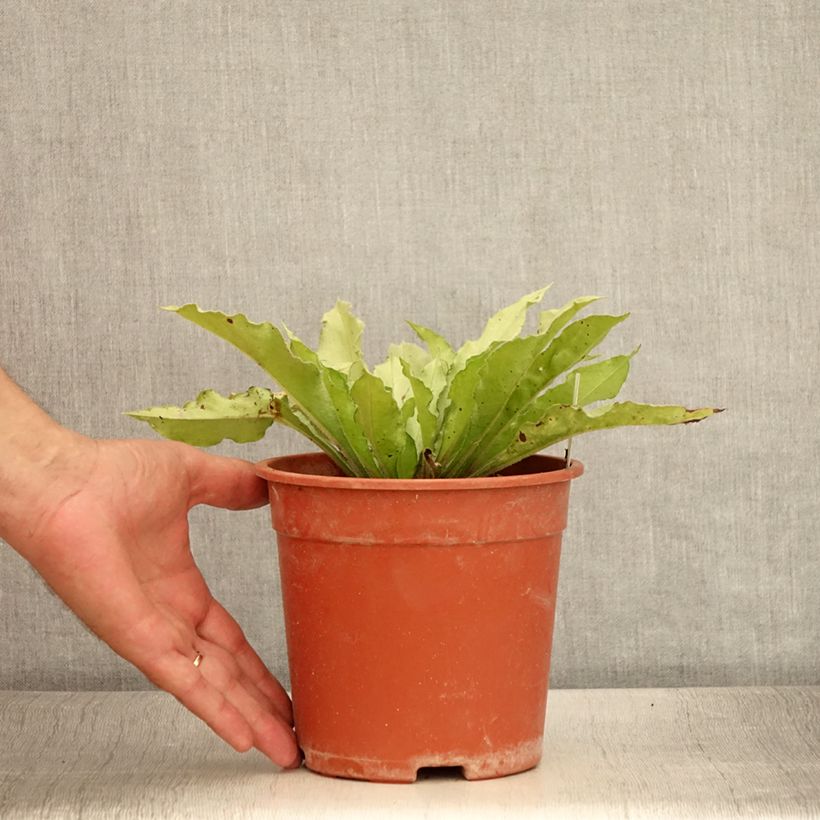 Exemplaar van Pulmonaria Samourai - Longkruid Pot van 2 l/3 l zoals geleverd in de zomer