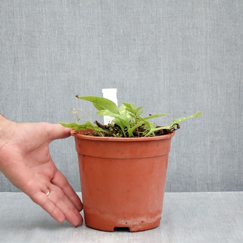 Exemplaar van Pulmonaria Trevi Fountain - Longkruid Pot van 2 l/3 l zoals geleverd in de herfst