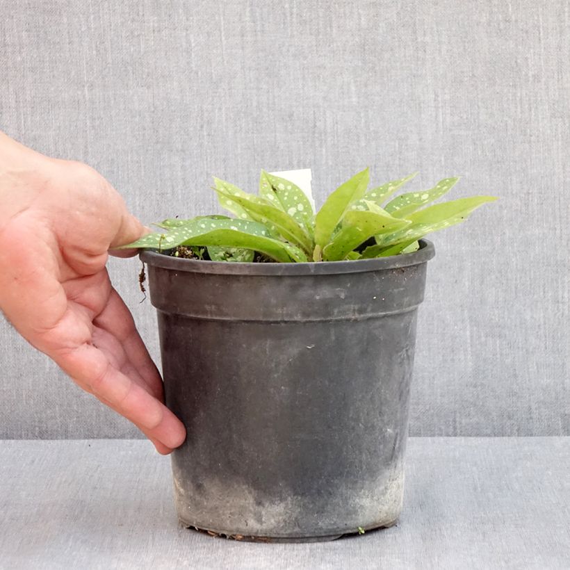 Exemplaar van Pulmonaria Trevi Fountain - Longkruid Pot van 2 l/3 l zoals geleverd in de lente