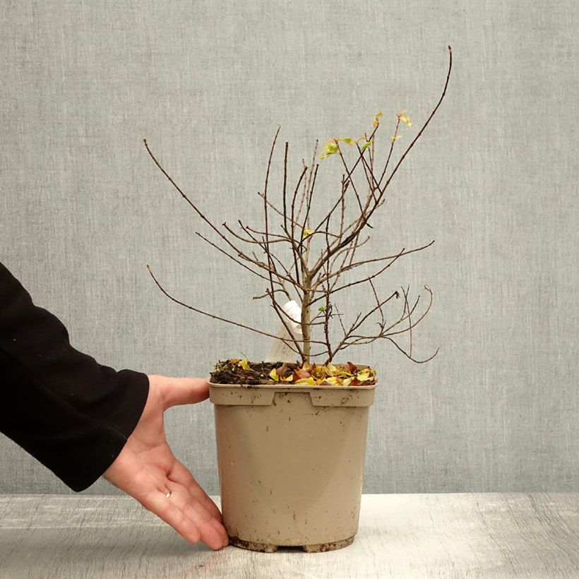 Exemplaar van Punica granatum Nana Racemosa - Grenadier nain Pot de 3L/4L zoals geleverd in de herfst