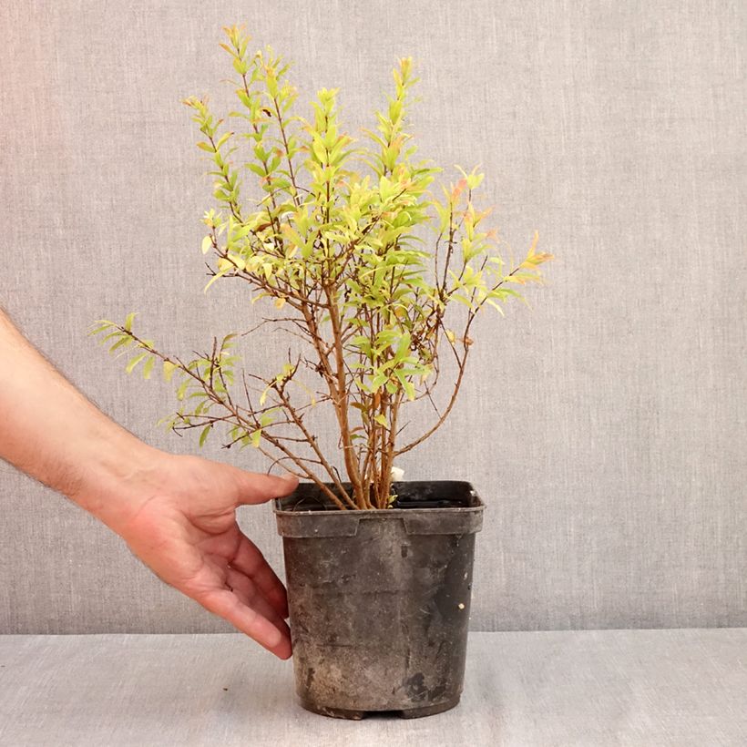 Exemplaar van Punica granatum Nana Racemosa - Granaatappel nain Pot van 3 l/4 l zoals geleverd in de zomer
