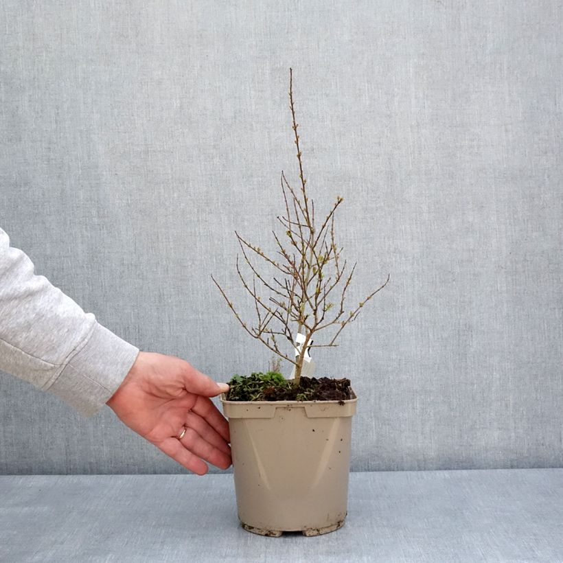 Exemplaar van Punica granatum Nana Racemosa - Granaatappel nain Pot van 3 l/4 l zoals geleverd in de lente