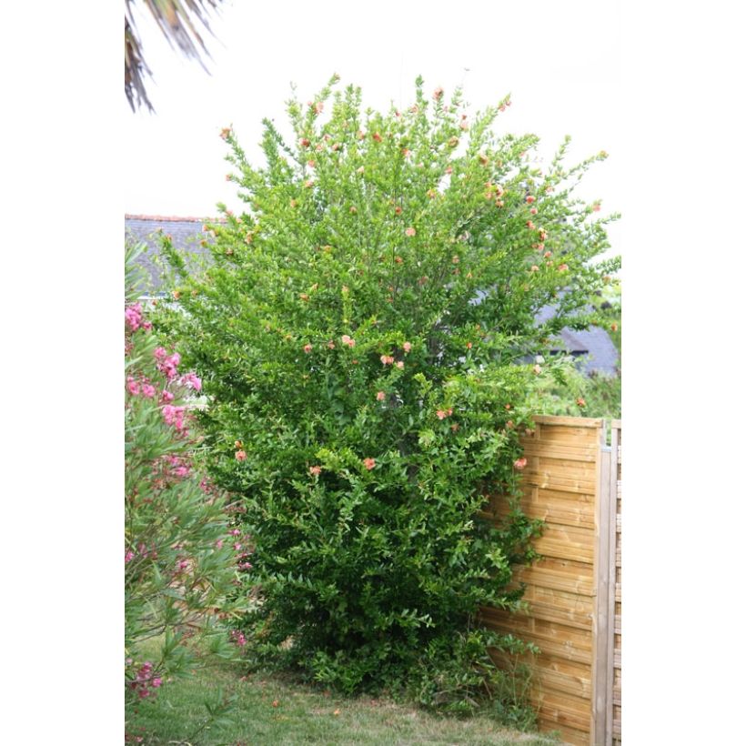 Punica granatum California Sunset - Granaatappel (Groeiplaats)