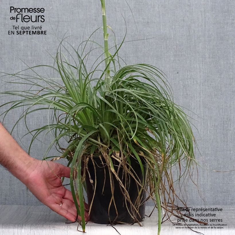 Exemplaar van Puya alpestris - Chagual Pot van 2 l/3 l zoals geleverd in de herfst