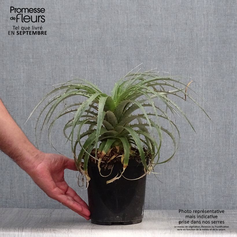 Exemplaar van Puya berteroniana - Chagual Pot van 2 l/3 l zoals geleverd in de herfst