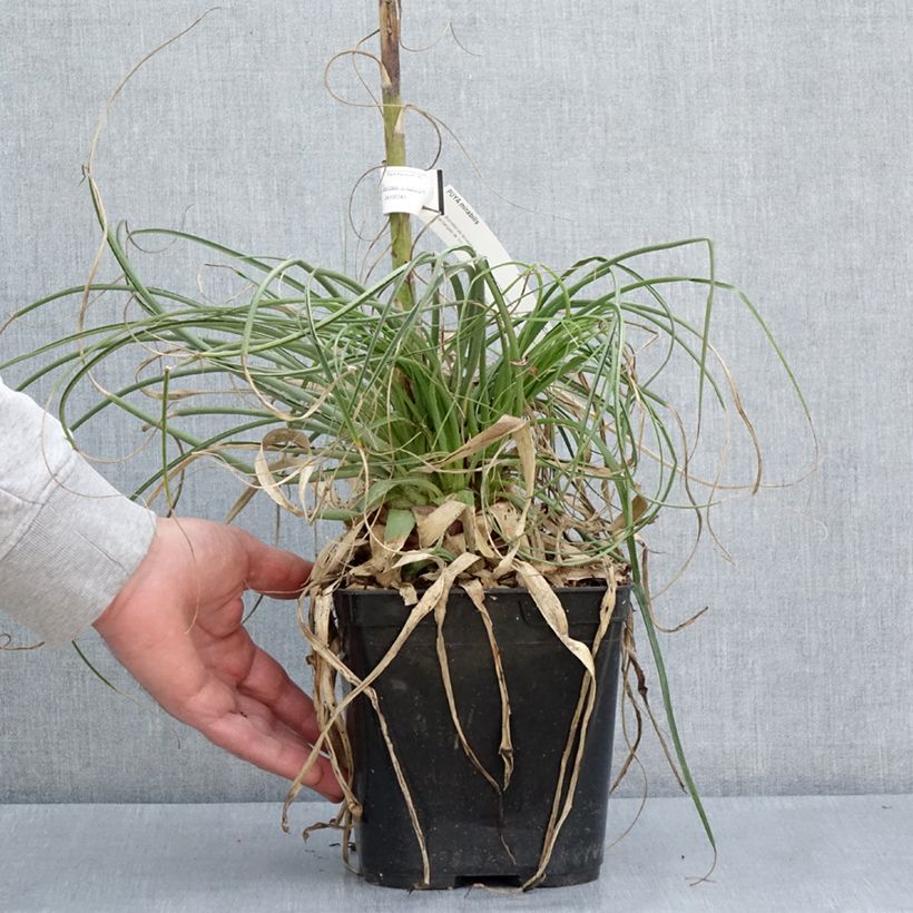 Exemplaar van Puya mirabilis - Chagual Pot van 2 l/3 l zoals geleverd in de lente